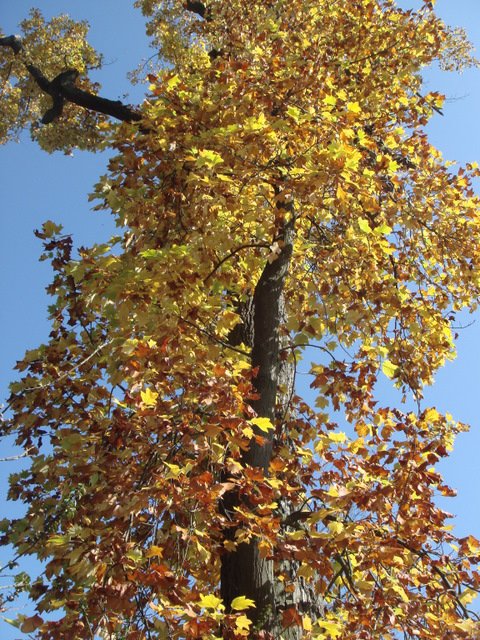 Liriodendron tulipifera automne